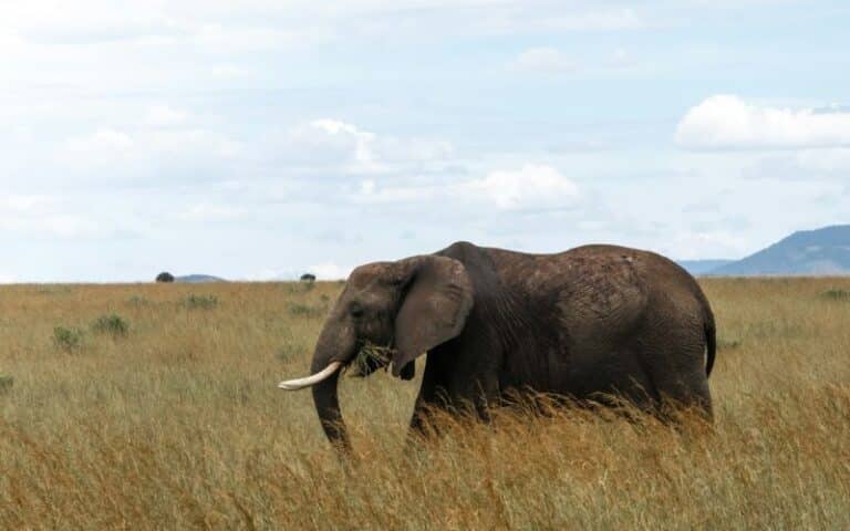 VBR - 16 dagen _Dwars door Kenia (5)