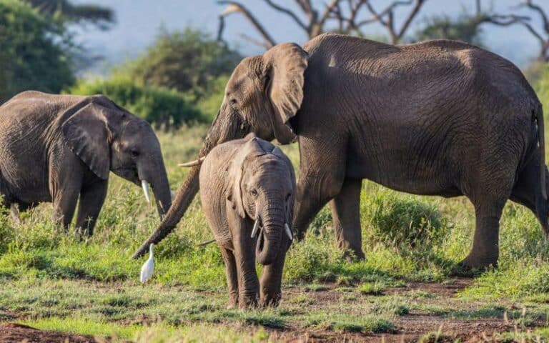 VBR - 18-daagse natuurreis West-Kenia (6)