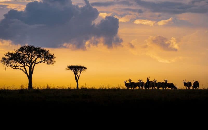 Natuur in Kenia bij zonsondergang
