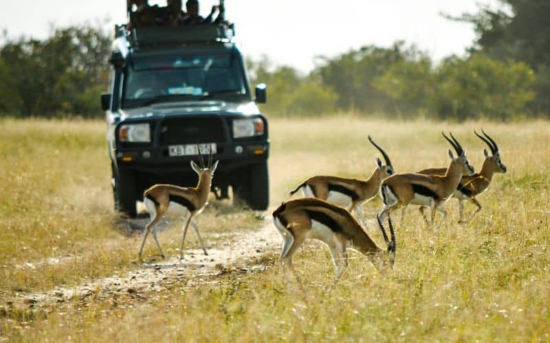 Een jeep met toeristen, op safari in Kenia