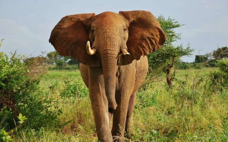 VBR In twee weken het Noorden van Kenia ontdekken