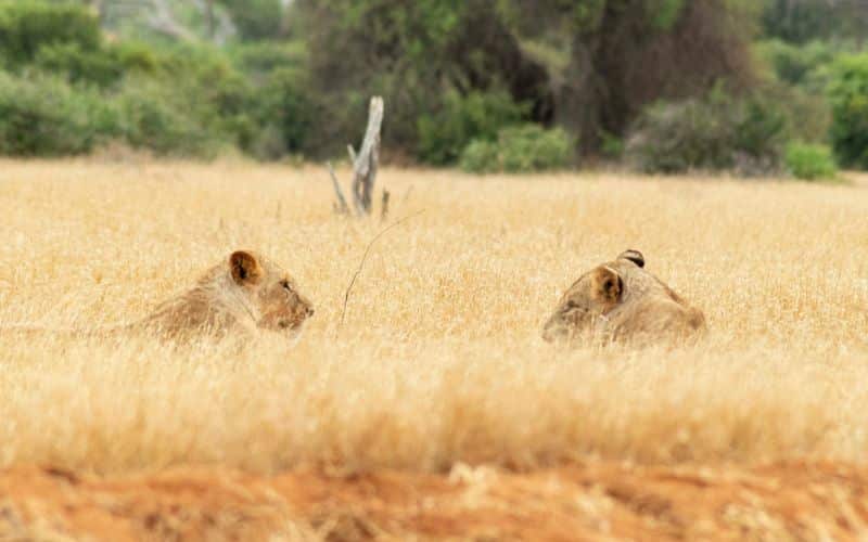 VBR - Luxe 10-daagse reis door Zuid-Kenia (6)