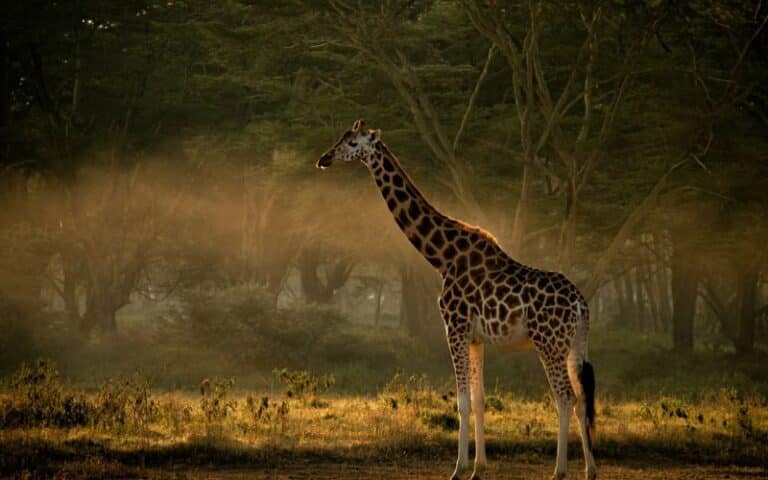 VBR - Luxe 8-daagse reis door Noord-Kenia (2)