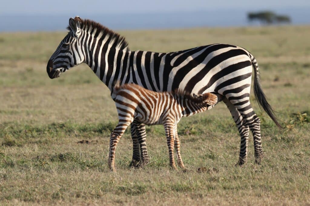 Twwe zebra's op de savanne van Kenia