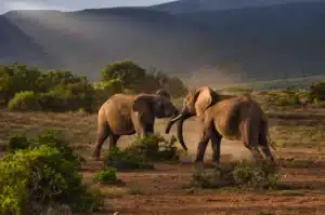 Voorbeeldreizen Kenia 1 patrick baum evDuzZd8Kc0 unsplash