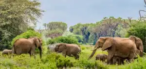 safariparken in Kenia