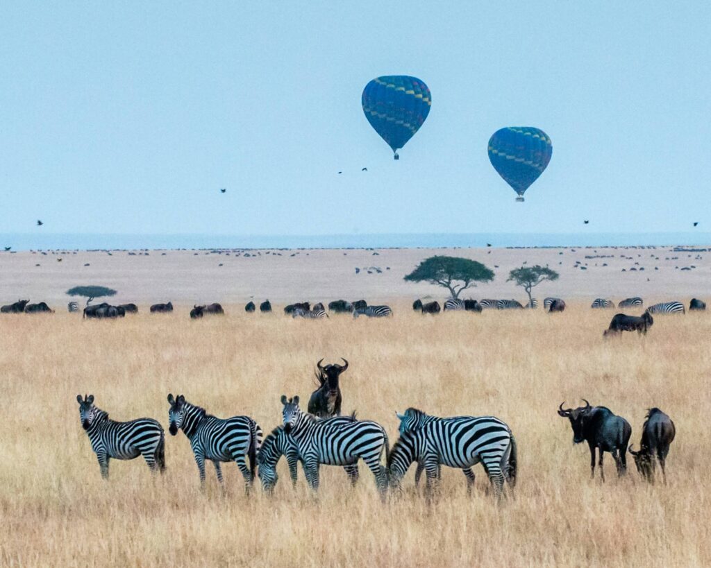 Dieren in het gras met twee luchtballonen op de achtergrond
