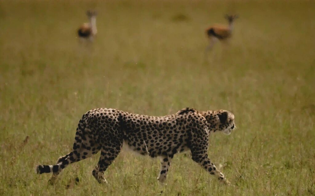 Cheetah in Kenia