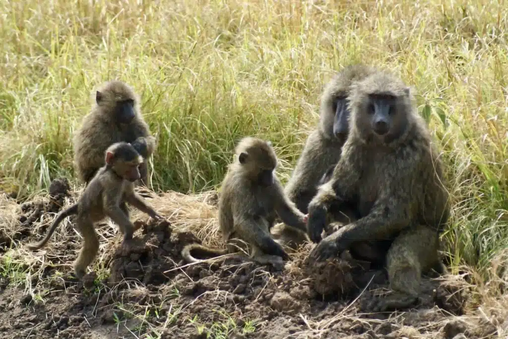Een Bavianen familie, in de savanne van Kenia