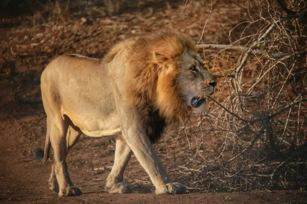 Mannelijke Leeuw in de savannes van Kenia