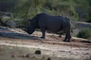 Eén van de dieren van Kenia, de neushoorn